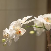 Польшадағы пансионат Краковта тұру